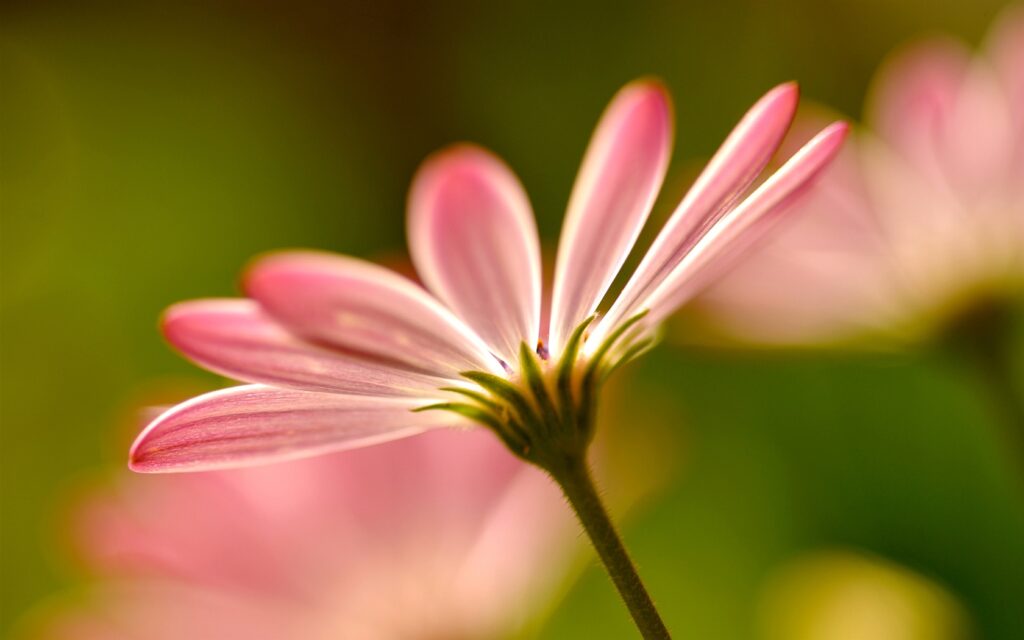 Pink-flower-petals-macro-photography_1680x1050