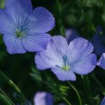 fleur-de-lin, nature, spring, culture